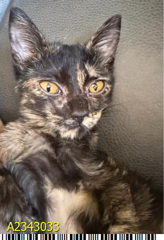 Photo of Kiwi