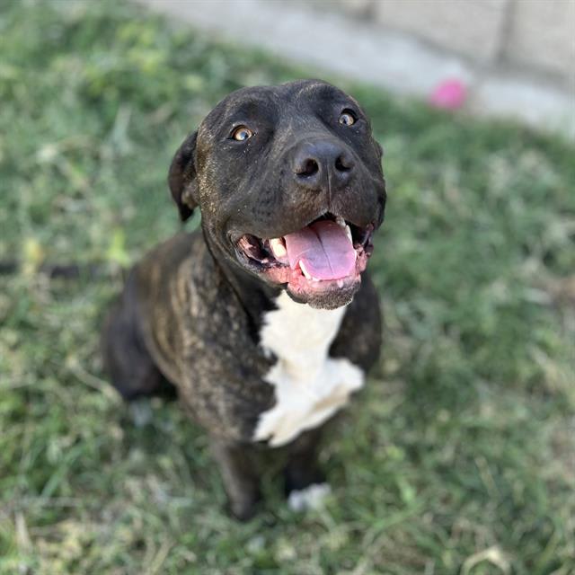 Photo of Ace