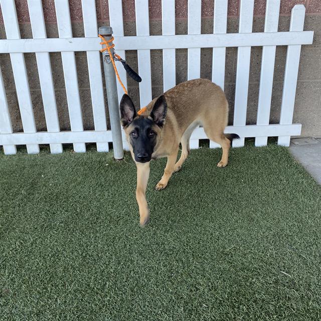 Photo of Dog