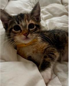 Photo of Daisy
