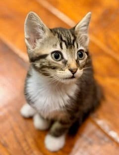 Photo of Boots