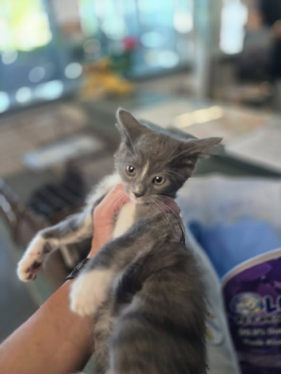 Photo of Abby
