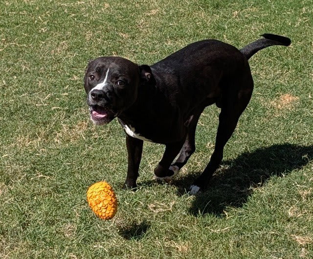 Photo of Bevo