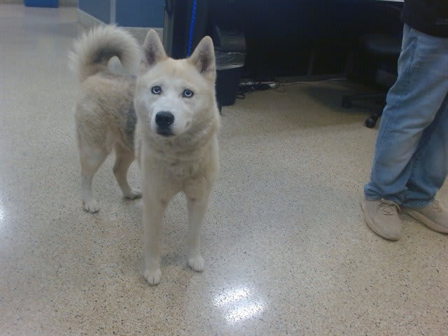Photo of Sweetpea
