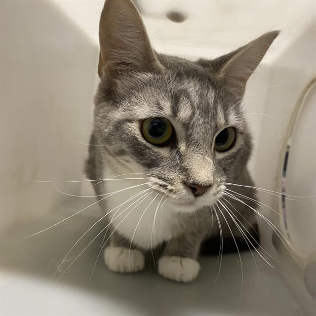 Photo of Cat