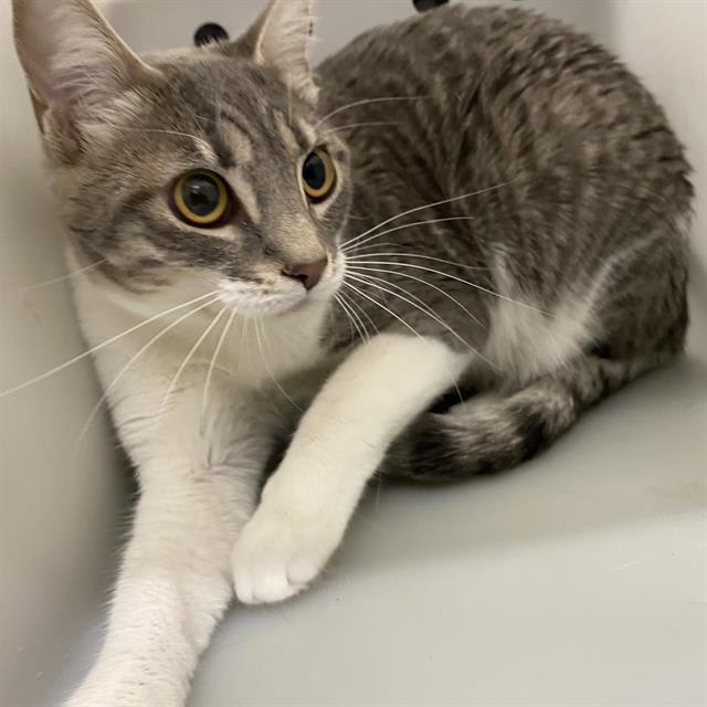 Photo of Cat