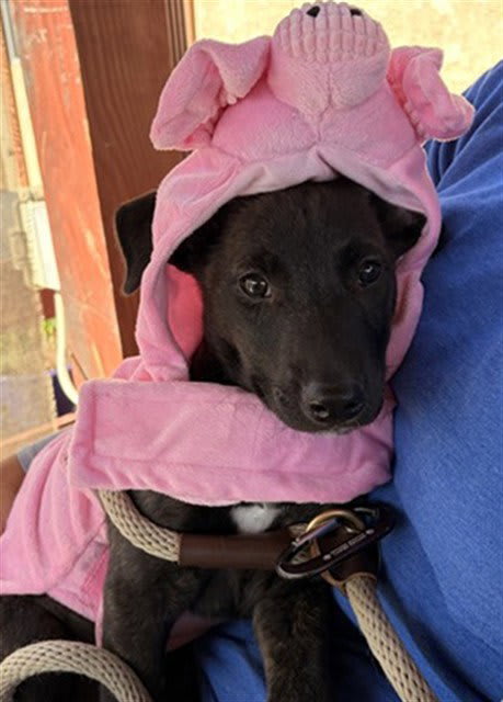 Photo of Piglet