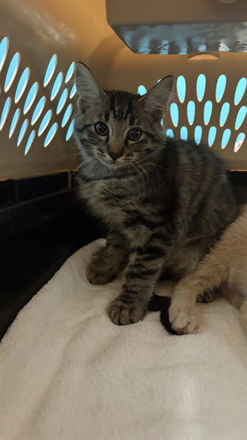 Photo of Cat