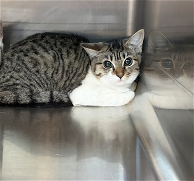 Photo of Cat