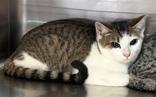 Photo of Cat