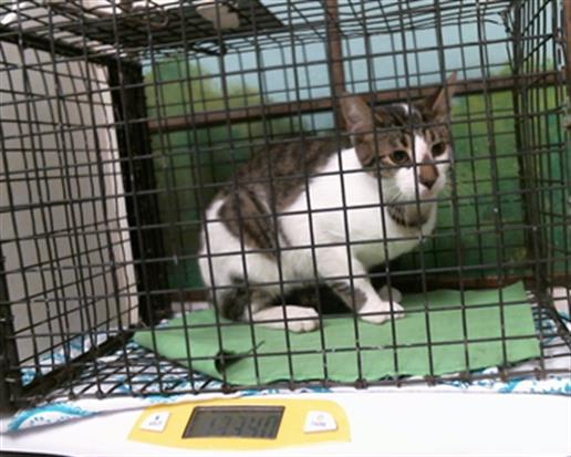 Photo of Cat