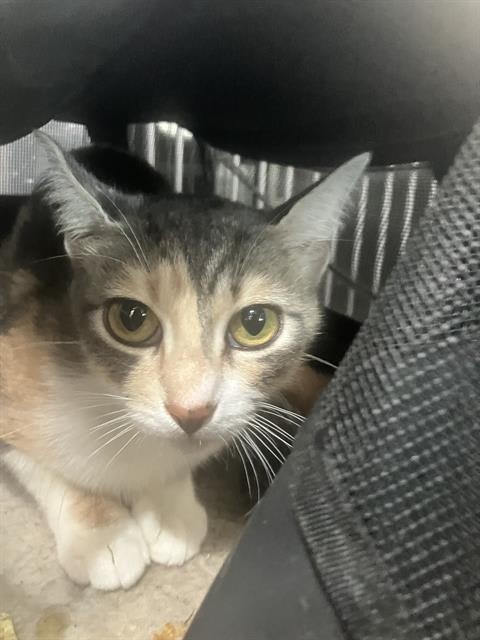 Photo of Cleopatra