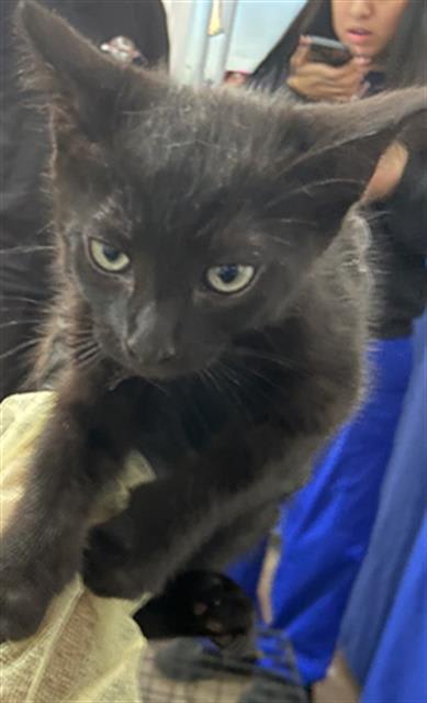 Photo of Raven