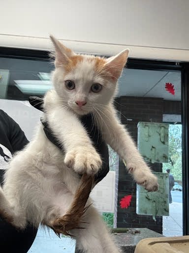 Photo of Cat