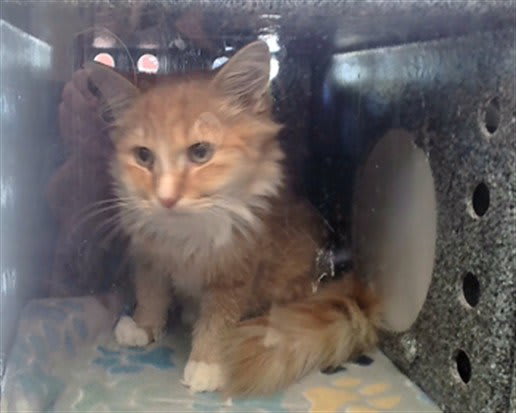 Photo of Cat