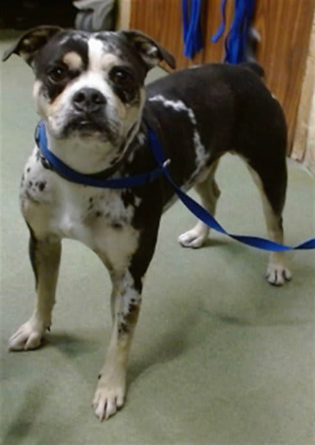 Photo of T-Bone