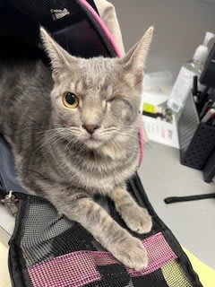 Photo of Wink