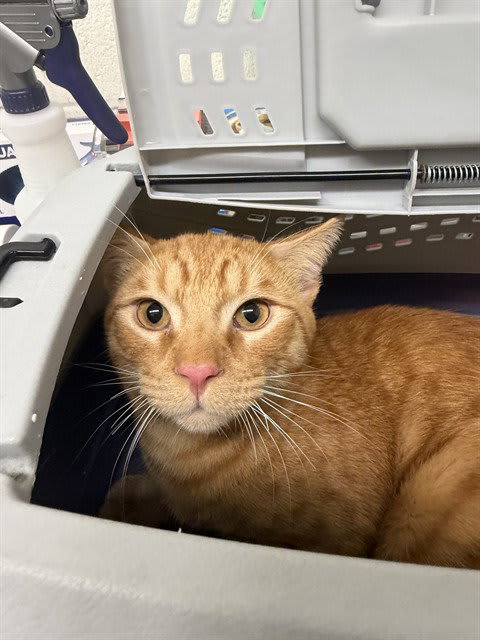 Photo of Cat