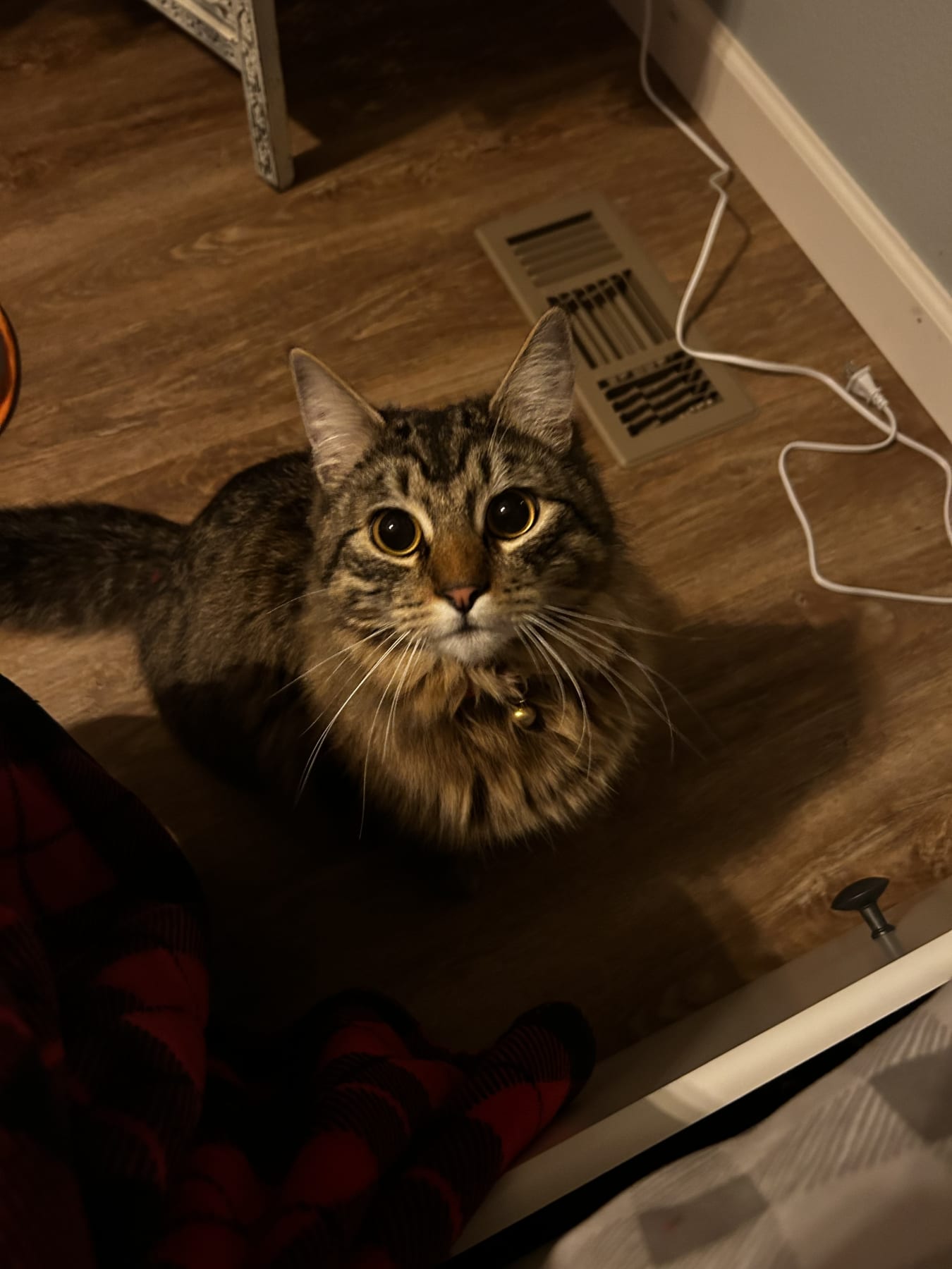 Lost Brown / Black / Cream Mixed breed Cat near Banks, OR 97106