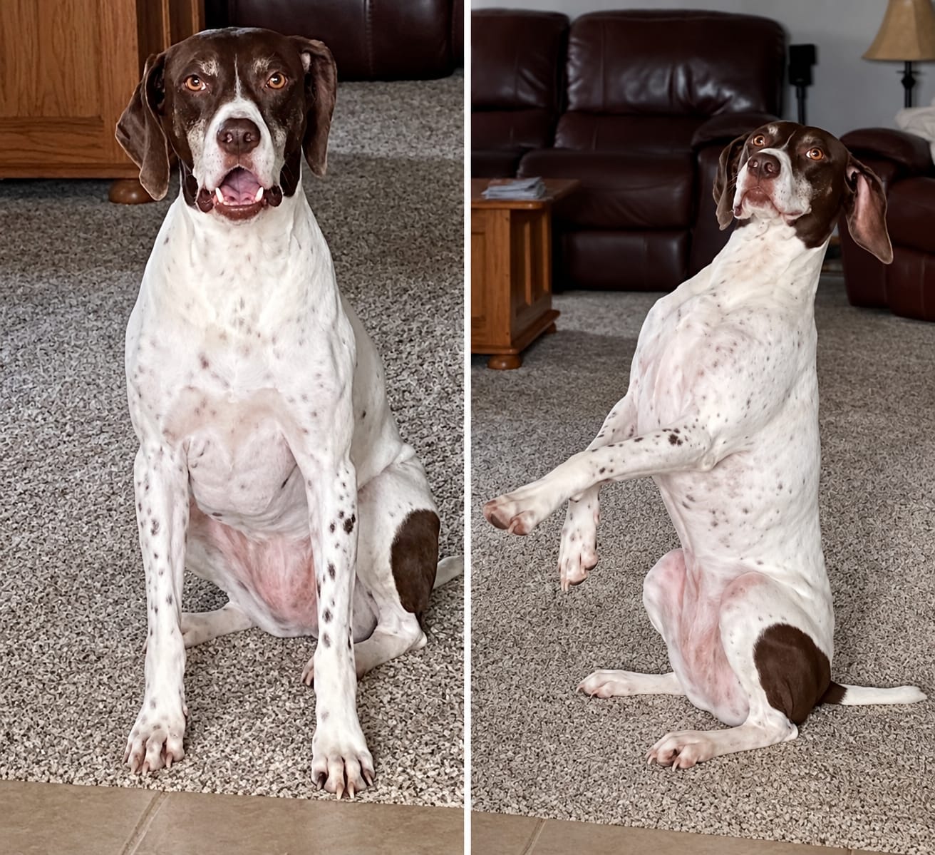 Lost White / Brown German short hair pointer Dog near Kearney, MO 64060