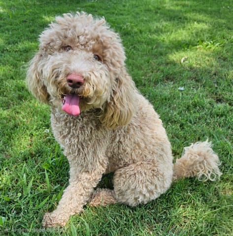 Photo of LILLY DOO