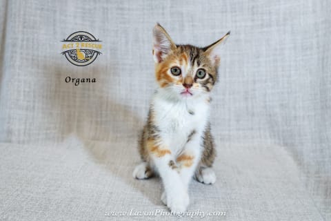 Photo of Organa