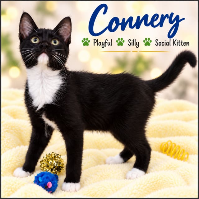 Photo of Connery (FCID#09/01/2026-117