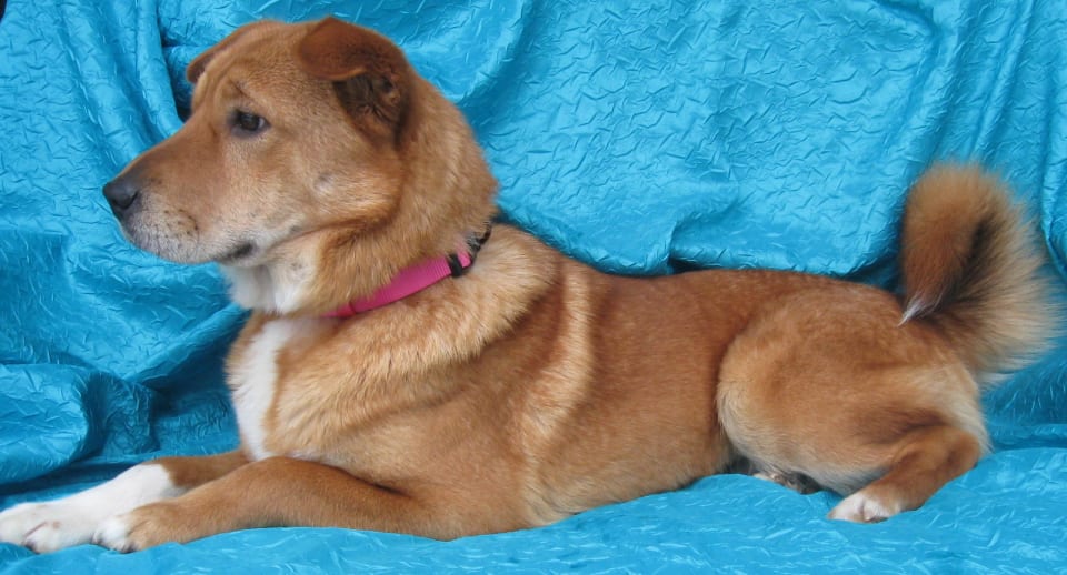 Photo of Pumpkin
