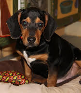 Photo of Tanbo - Yq Litter ♥