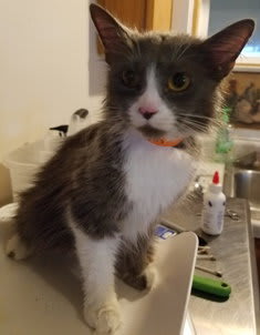 Photo of Morgan