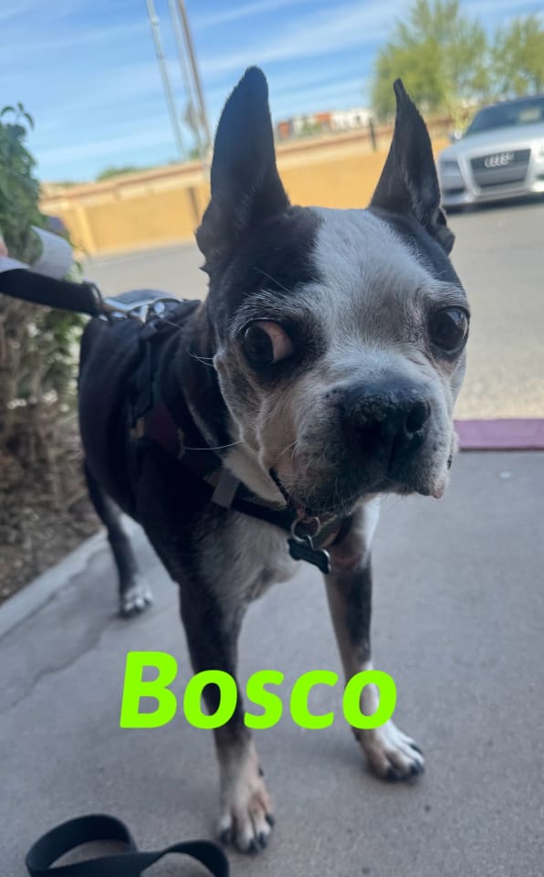 Photo of Bosco and Bugsy