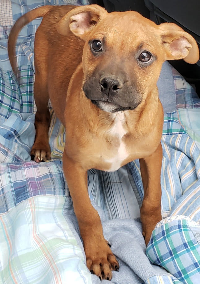 Photo of Chase *Bonded to Bruno