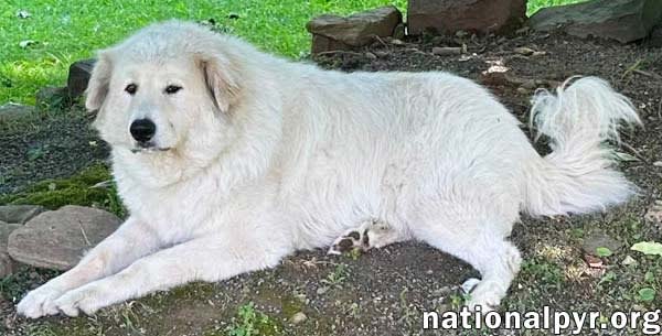 Photo of Jonas in PA - May Claim Your Lap For His Own!