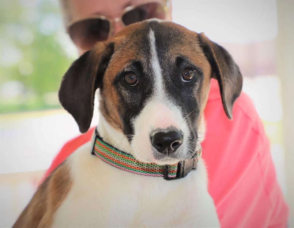 Photo of Remi (Bambi) Lonestar