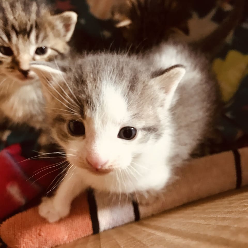 Photo of C103 litter Junior