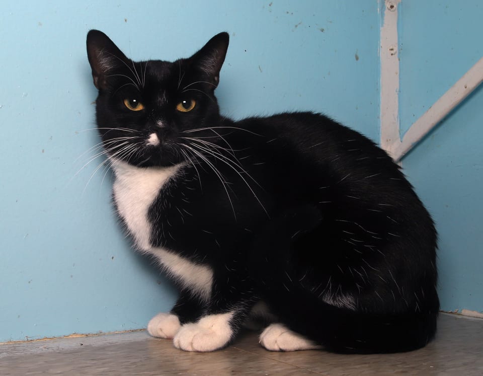 Photo of Mr. Hans - Cat Room