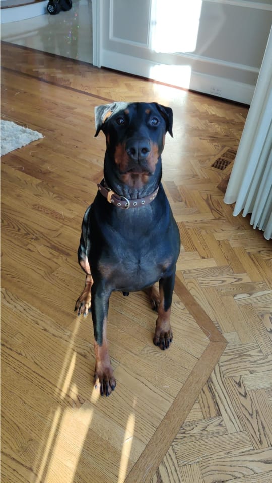 Photo of Zeus - Forever Foster