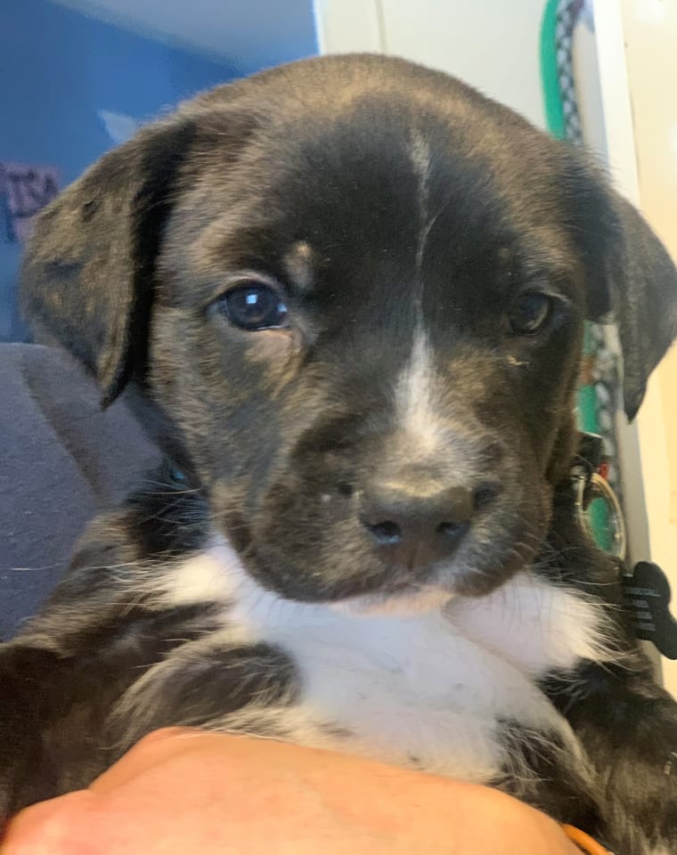 Photo of Rocky