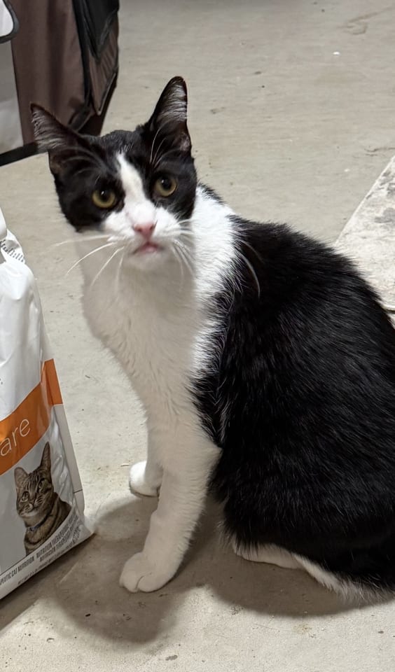 Photo of Catori
