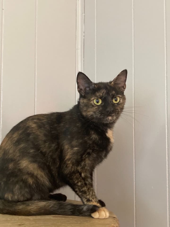 Photo of Ruby