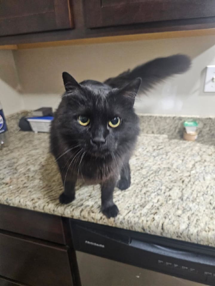 Photo of Panther [bonded with Mooshi]
