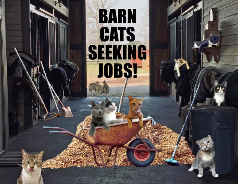 Photo of We Have Male and Female Barn Cats!