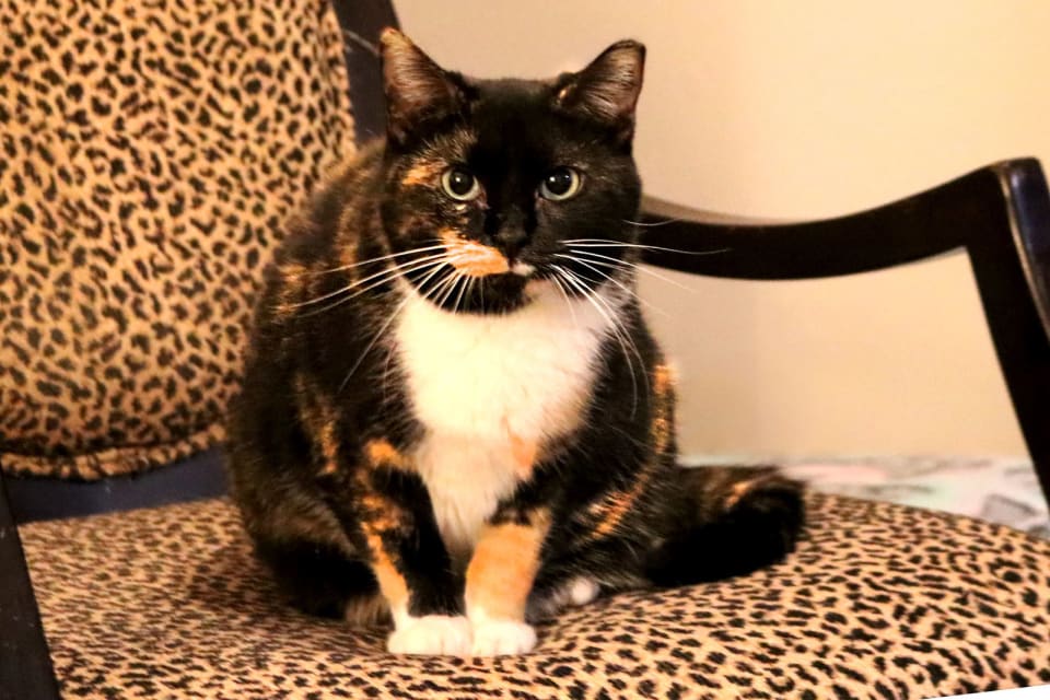 Photo of Cece