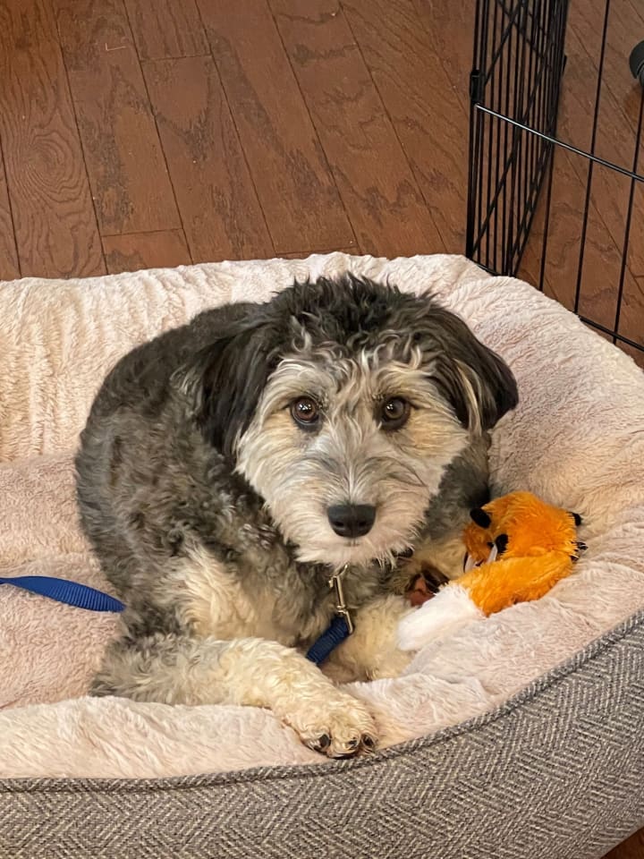 Photo of Benji