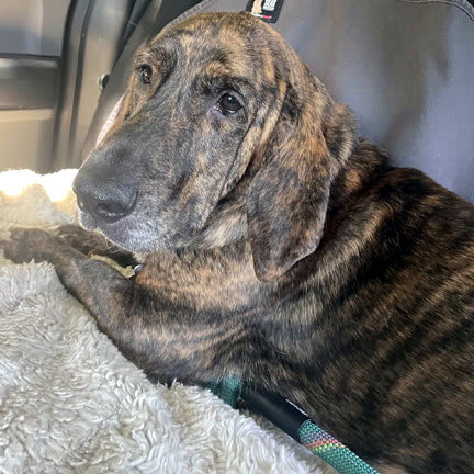 Photo of TIGER aka REESE - ADOPTION PENDING!