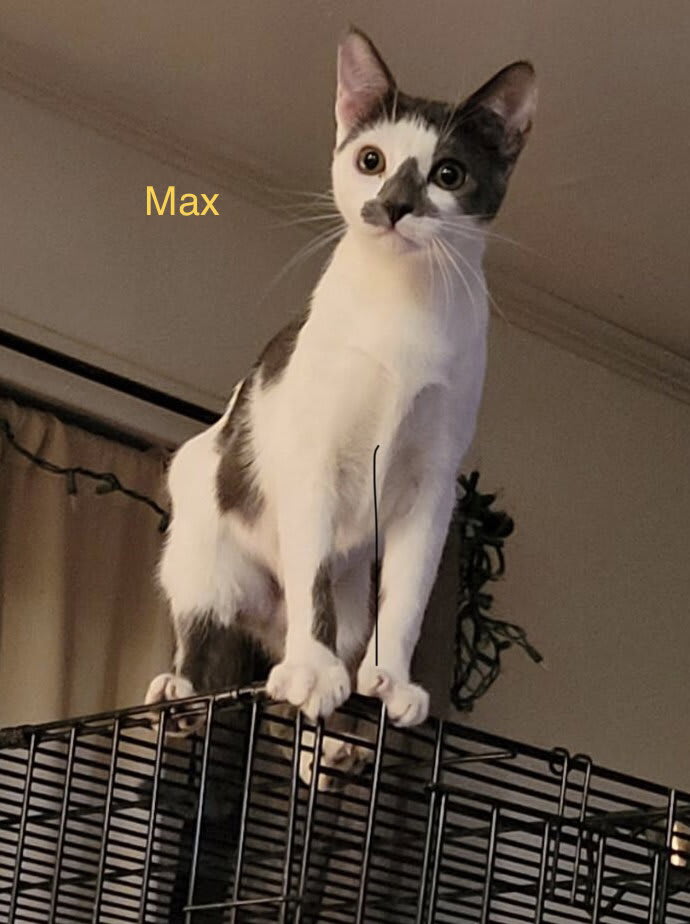 Photo of Max
