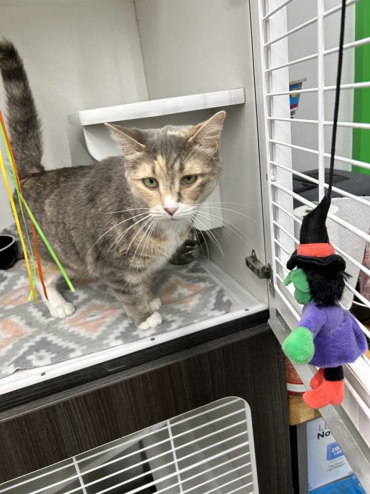 Photo of Daisy