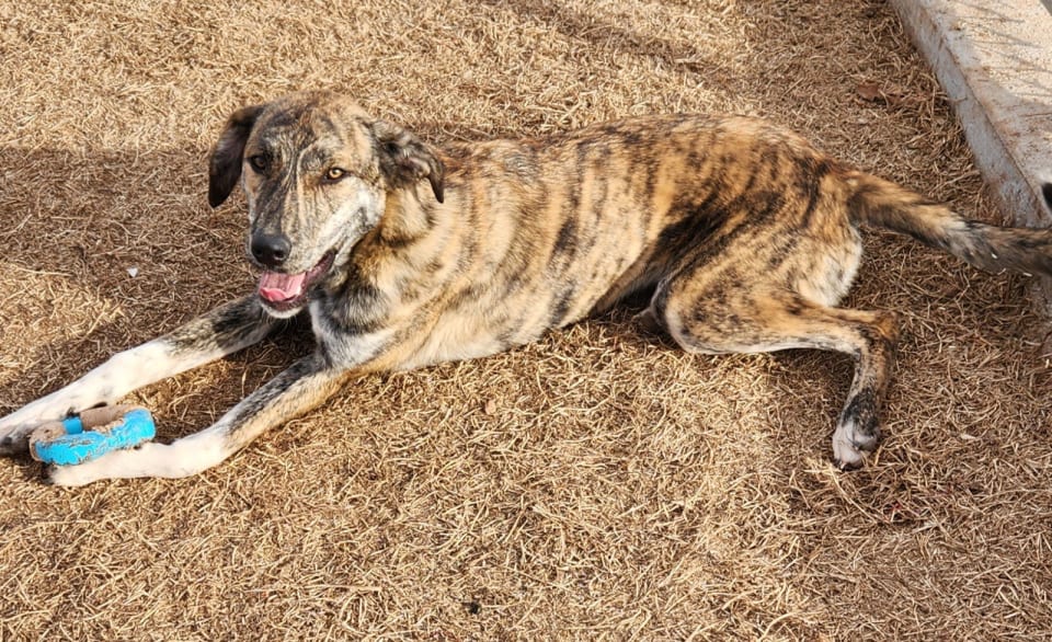 Photo of Baxter
