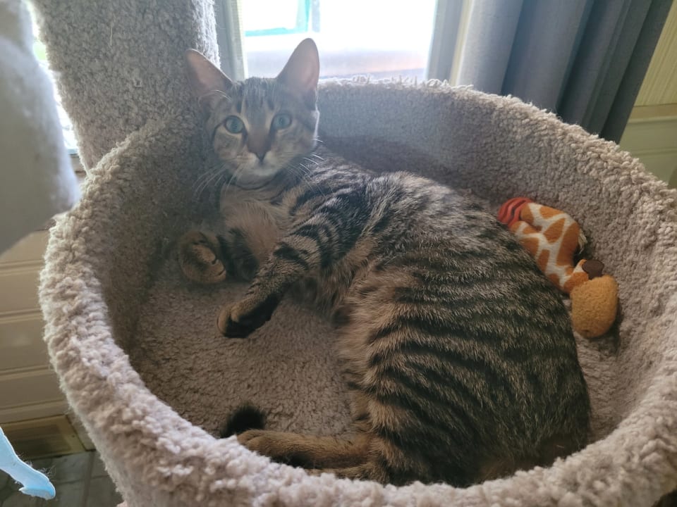 Photo of C211 litter Jennie