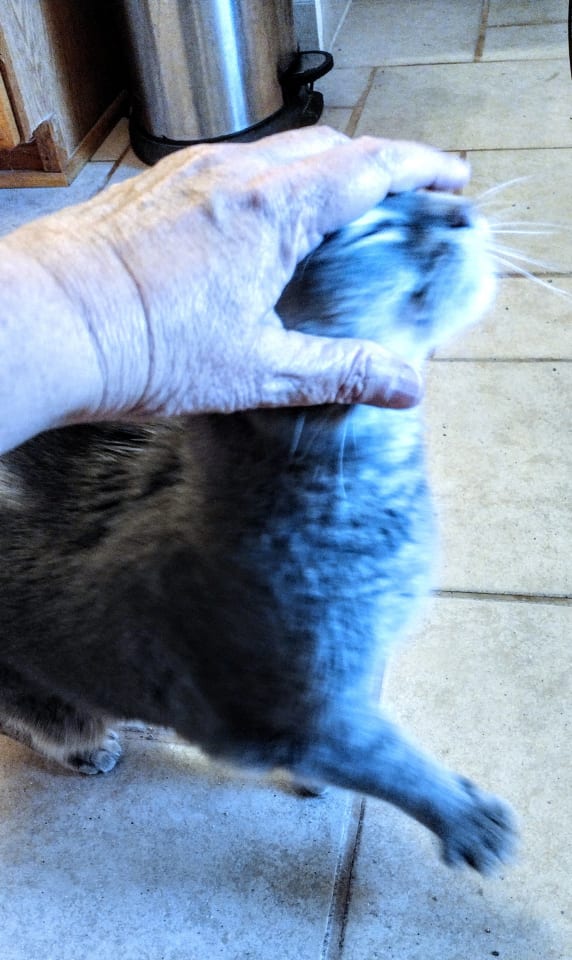 Photo of Meredith Grey (Mar-Bear)